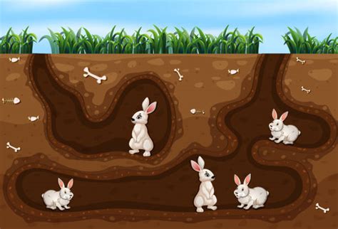 Rabbit Burrow Illustrations, Royalty-Free Vector Graphics & Clip Art ...