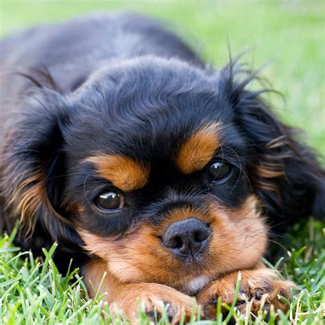 #1 | Cavalier King Charles Puppies For Sale By Uptown Puppies