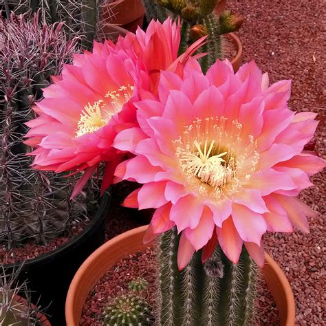 Cactus Jungle - San Francisco Bay Area - Cactus Flower Weekend