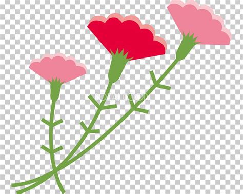 Carnation Mother's Day PNG, Clipart, Free PNG Download