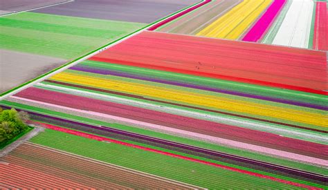 All You Need To Know About Visiting The Tulip Fields In The Netherlands ...