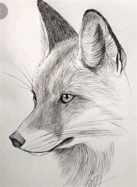 Realistic Pencil Drawing of a Fox's Head