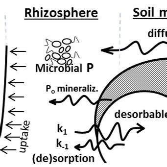 Rhizosphere processes involved in soil phosphorus bioavailability and ...