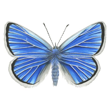 Bay Nature: Behind the Effort to Keep the Mission Blue Butterfly Flying