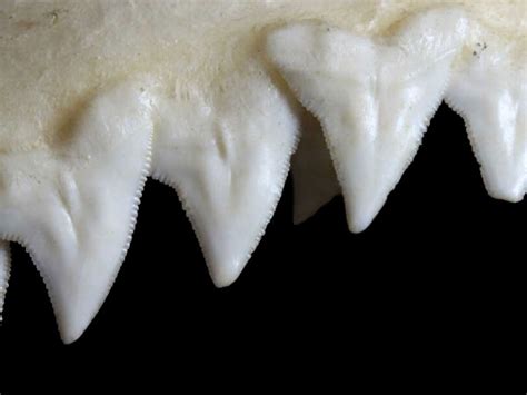 White Shark Teeth For Sale | Big Shark Tooth - Elasmo-Morph