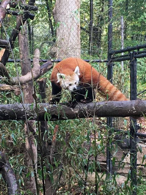 Beardsley Zoo unveils new red panda habitat