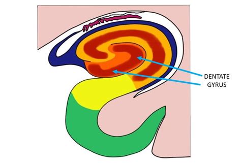 Dentate gyrus - definition — Neuroscientifically Challenged