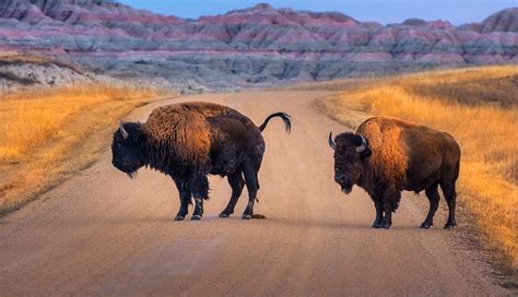 The Top Things to Do at Badlands National Park