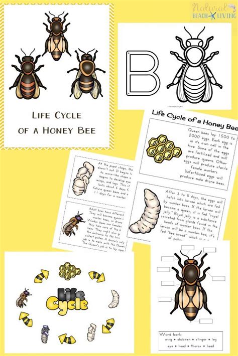 How to make a mason bee habitat perfect life cycle of a bee activities ...