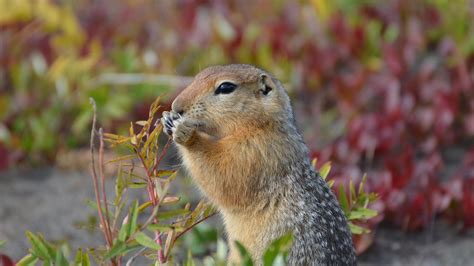 Arctic ground squirrels changing hibernation patterns