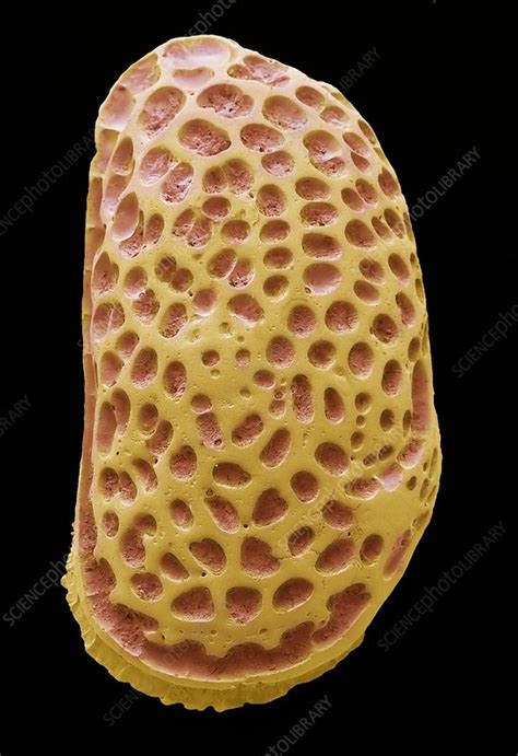 Fossil Ostracod, SEM - Stock Image - C034/5892 - Science Photo Library