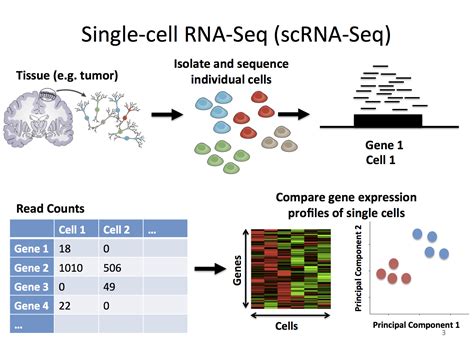 Top Benefits of Using the Technique of Single Cell RNA-Seq | RNA-Seq Blog