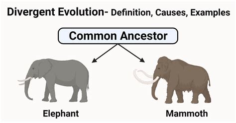 Divergent Evolution- Definition, Causes, Examples