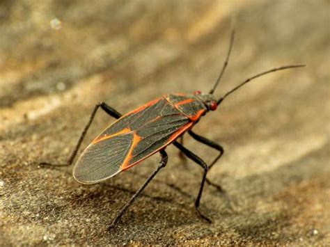 9 Most Notable Red and Black Bugs Identification