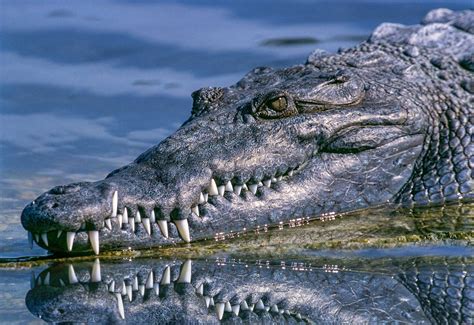 Crocodiles Have Surprisingly Thin Tooth Enamel, Study Shows | Sci.News