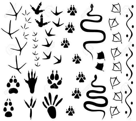 Animal Tracks Drawing at GetDrawings | Free download