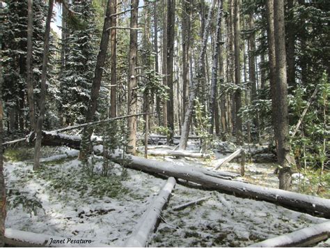 American Marten Habitat and Den Sites - Winterberry Wildlife