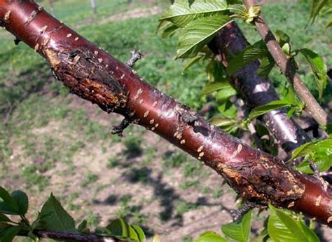 Canker diseases on shade and forest trees: Part 1 - MSU Extension