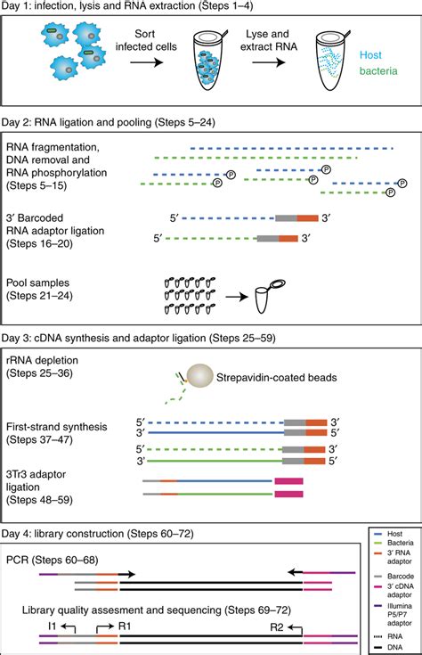 A highly multiplexed and sensitive RNA-seq protocol for simultaneous analysis of host and ...