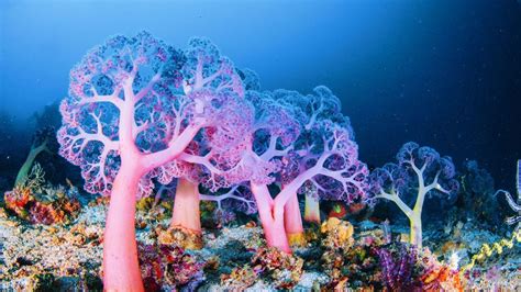 How Deep-Sea Coral Reefs Protect Marine Biodiversity | LIVEKINDLY