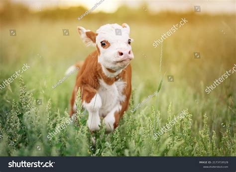 Calf Baby Cow Mini Hereford Field库存照片2173719529 | Shutterstock