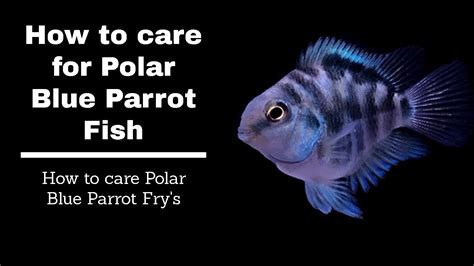 How to care Polar Blue Parrot Fish Explained |The Expert's Guide to How ...