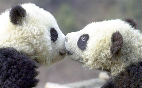 2 pandas kissing | Animals kissing, Cute animals kissing, Panda bear