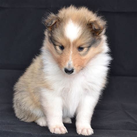 Chellowdeen Sheltie Puppies for Sale