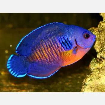 13 Best Reef Safe Angelfish for Your Reef Tank Guide