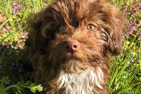 All About The Chocolate Havanese – Are They Healthy? Color And Pattern ...