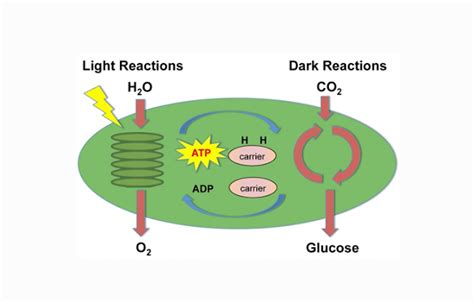 Photosynthesis Process : Definition, Function, and Types - Science Shape