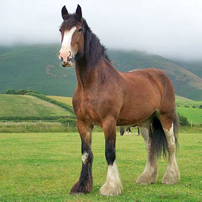 Horse Life and Love: Shire Horses