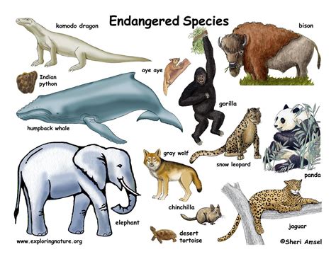 Endangered Animals In Indonesia Rainforest