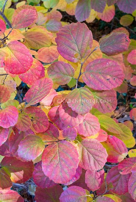 Fothergilla major 'Mt. Airy' = Fothergilla x intermedia 'Mount Airy ...