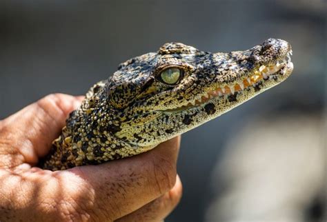 What is CUBAN CROCODILE? - Animal Media Foundation