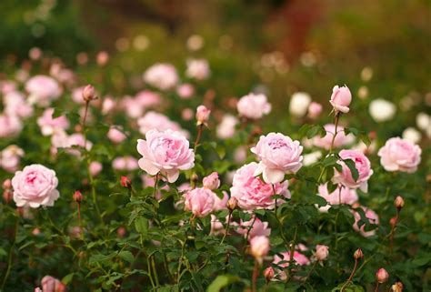 Pink roses field HD wallpaper | Wallpaper Flare