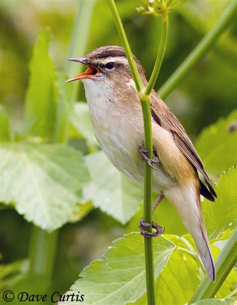 Sedge Warbler - Species Information and Photos