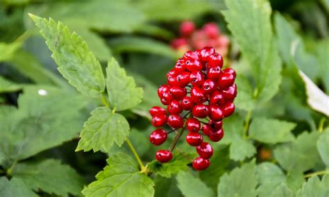 10+ Different Types of Poisonous Berries To Avoid At All Costs - A-Z ...