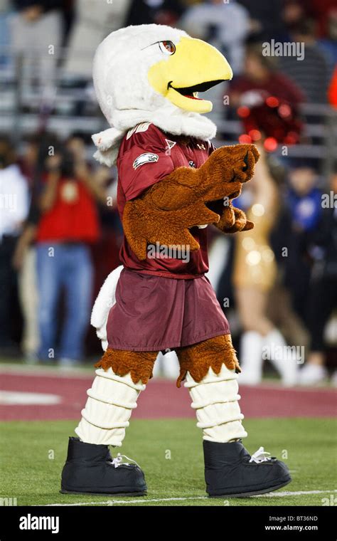 Boston College Eagles mascot on the field at Alumni Stadium, Chestnut ...