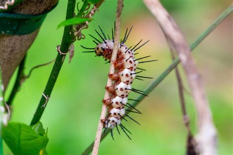 33 Types of Caterpillars: From the Fuzziest to the Spikiest