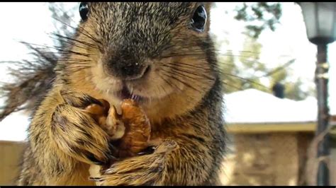 Very close HD of squirrel eating nuts - YouTube