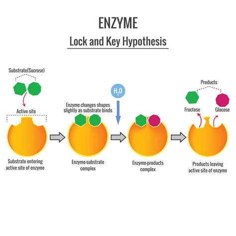 The Lock and Key Mechanism of enzyme action on substrate 20240683 ...