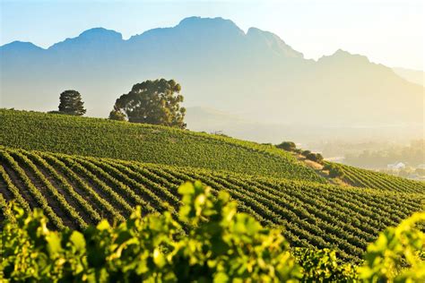 Stellenbosch travel review - wineries, hotels, restaurants, walking ...