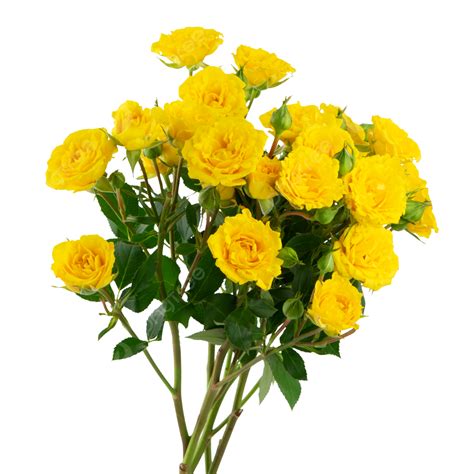 Flowers Yellow Roses Green Leaves, Roses Clipart, Flowers, Romantic PNG ...