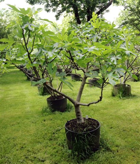 When Should Fig Trees Be Pruned - 2024 Beginners Guide - MP3 News Wire