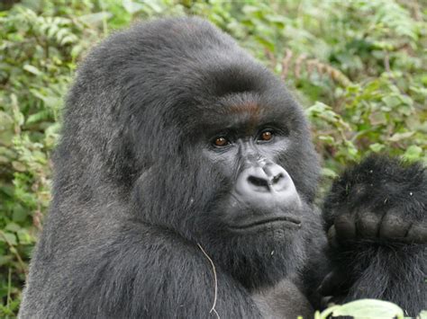 Gorilla Anatomy - Dian Fossey Gorilla Fund