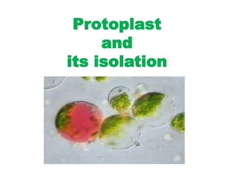 Protoplast fusion