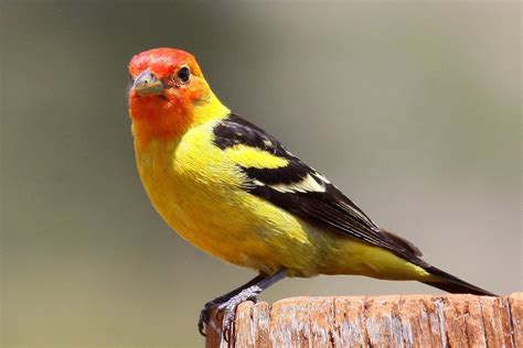 Western Tanager - Birds and Blooms