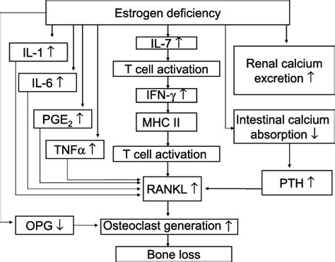 A model of the effects of estrogen deficiency on bone loss, PGE 2 ...