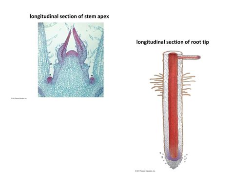 PPT - Apical bud PowerPoint Presentation, free download - ID:6670344